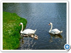 Gartenreich Dessau-Wörlitz, Schwäne